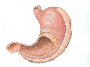 anatomy-stomach